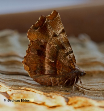 Selenia dentaria  Early Thorn Spring form Copyright: Graham Ekins