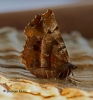 Selenia dentaria  Early Thorn Spring form