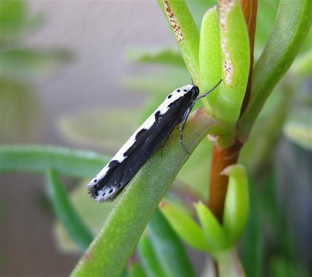 Ethmia bipunctella. Copyright: Stephen Rolls