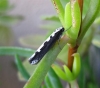 Ethmia bipunctella. Copyright: Stephen Rolls