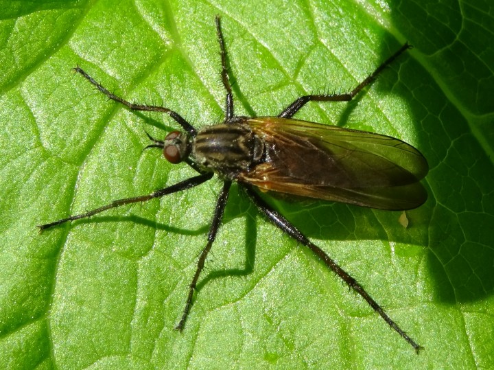 Empis tessellata found in Hainault Forest Copyright: Raymond Small