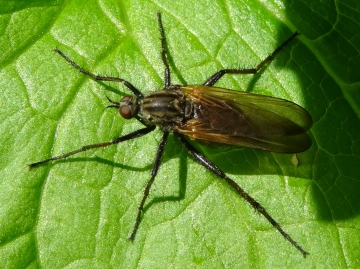 Empis tessellata found in Hainault Forest Copyright: Raymond Small