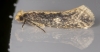 Monopis crocicapitella 21-09-2020 