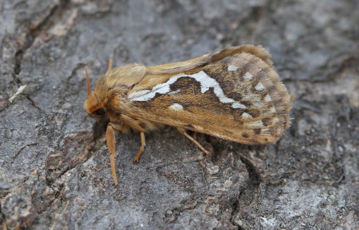 Common Swift Copyright: Graham Ekins