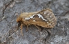 Common Swift Copyright: Graham Ekins