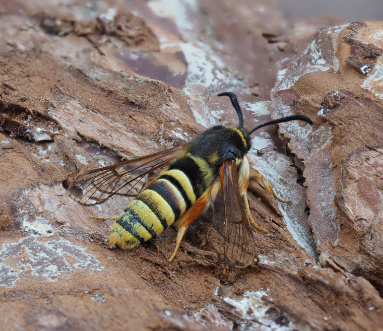 Lunar Hornet Moth 16th June 2025 Copyright: Gavin Price