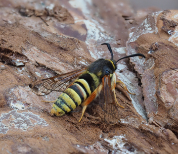 Lunar Hornet Moth 16th June 2025 Copyright: Gavin Price