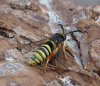 Lunar Hornet Moth 16th June 2025  