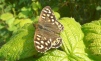 Speckled Wood1 