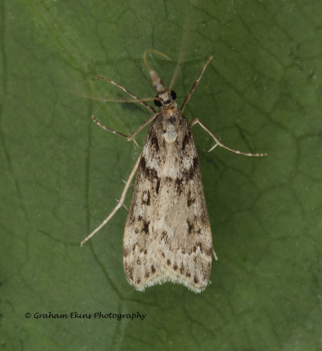 Eudonia angustea 4 Copyright: Graham Ekins