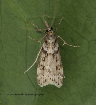 Eudonia angustea 4 Copyright: Graham Ekins