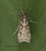 Eudonia angustea 4 Copyright: Graham Ekins