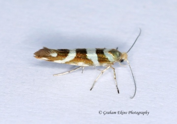 Argyresthia goedartella 7 Copyright: Graham Ekins