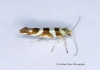 Argyresthia goedartella 7 Copyright: Graham Ekins