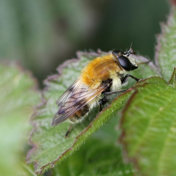 Criorhina floccosa Copyright: Geoff Vowles