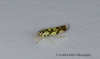 Eupteryx aurata  (Potato Leafhopper) 