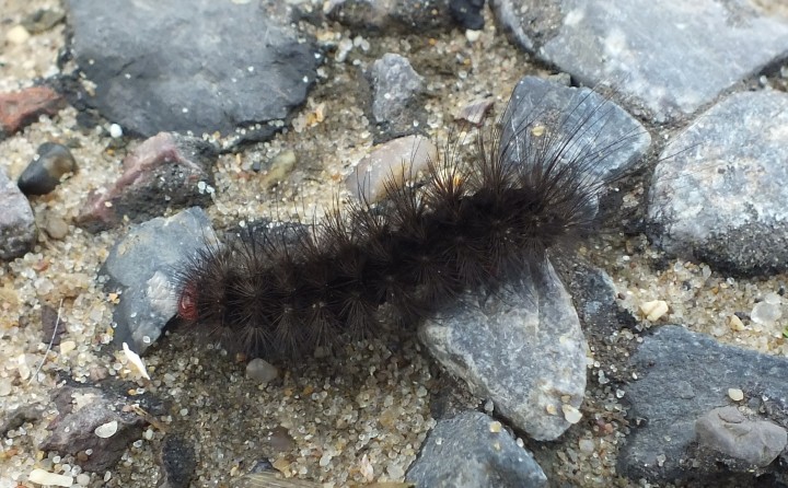 Cream spot Tiger caterpillar Copyright: Peter Pearson