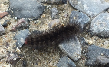 Cream spot Tiger caterpillar Copyright: Peter Pearson