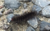 Cream spot Tiger caterpillar 