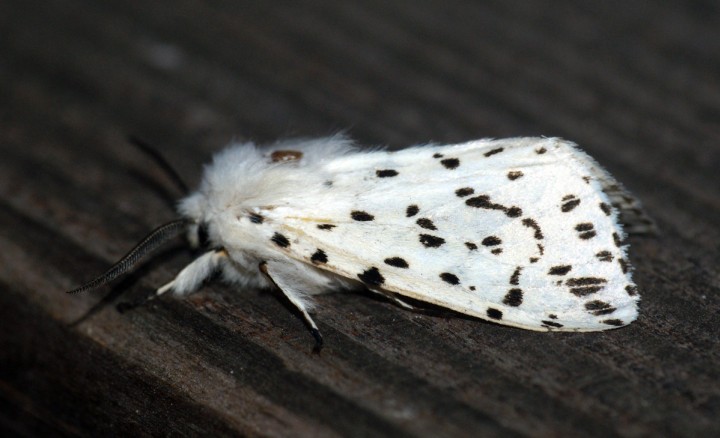 White Ermine 4 Copyright: Ben Sale