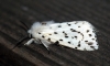 White Ermine 4 Copyright: Ben Sale