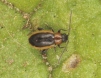 Longitarsus dorsalis Copyright: Peter Harvey