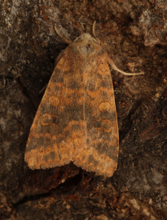 Dusky-lemon Sallow   Cirrhia gilvago Copyright: Graham Ekins