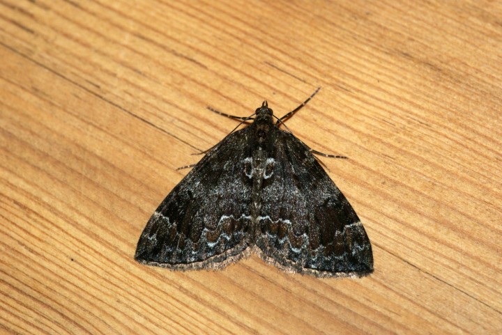 Common Marbled Carpet 3 Copyright: Ben Sale