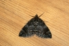 Common Marbled Carpet 3 