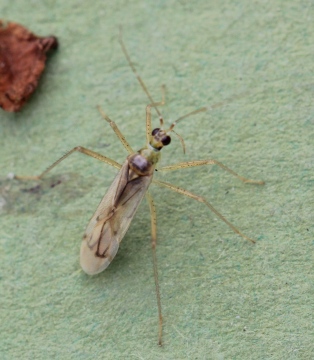 Dicyphus pallidus macropter Copyright: Yvonne Couch