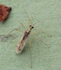 Dicyphus pallidus macropter 