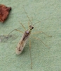 Dicyphus pallidus macropter