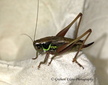 Metrioptera roeselii  (Roesel's Bush Cricket) Copyright: Graham Ekins