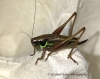 Metrioptera roeselii  (Roesel's Bush Cricket) Copyright: Graham Ekins