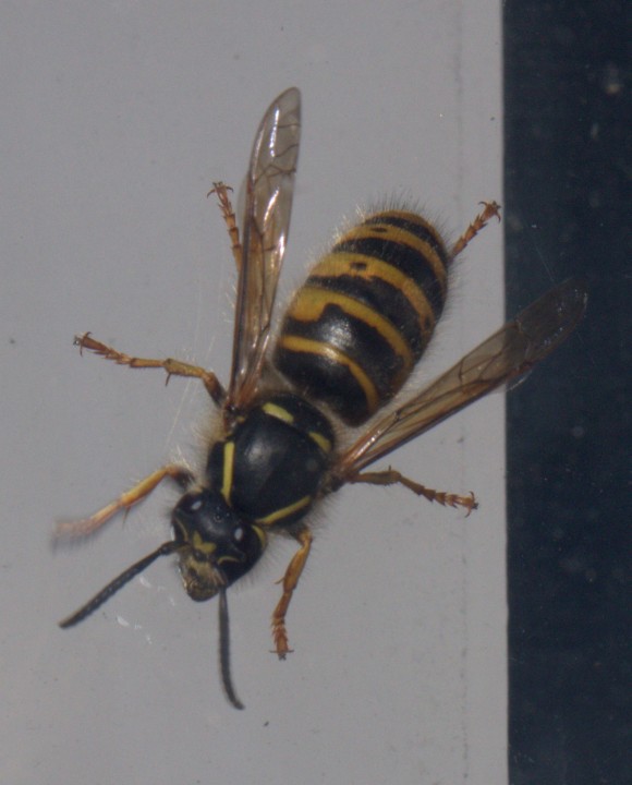 Dolichovespula saxonica (Commonly known as the Saxon Wasp) Copyright: Colin Brodie