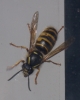 Dolichovespula saxonica (Commonly known as the Saxon Wasp)  