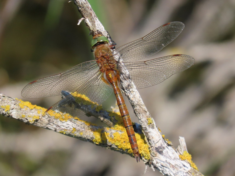 Norfolk Hawker Copyright: Glyn Evans