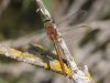 Norfolk Hawker Copyright: Glyn Evans