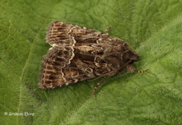 Thalpophila matura  Straw Underwing 1 Copyright: Graham Ekins