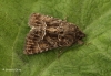 Thalpophila matura  Straw Underwing 1 Copyright: Graham Ekins