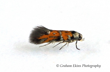 Chrysoesthia drurella 2 Copyright: Graham Ekins