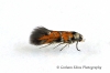 Chrysoesthia drurella 2 Copyright: Graham Ekins