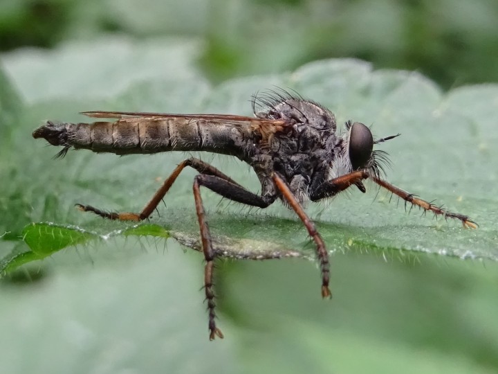 Machimus atricapillus Male Copyright: Raymond Small