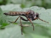 Machimus atricapillus Male