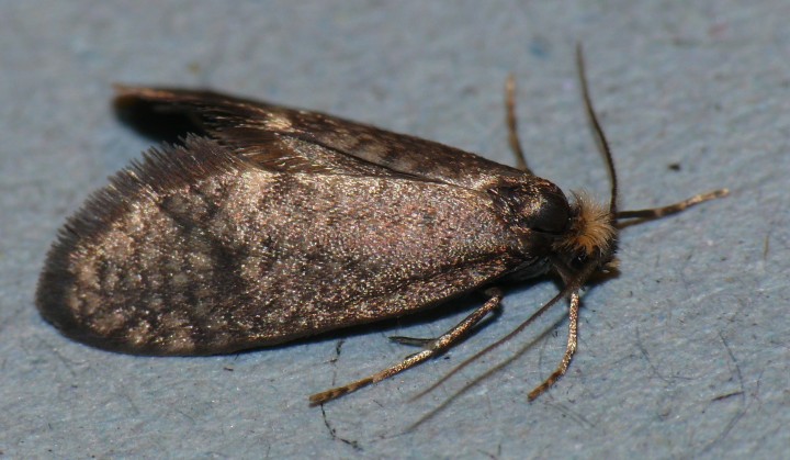 Taleporia tubulosa Copyright: Peter Furze