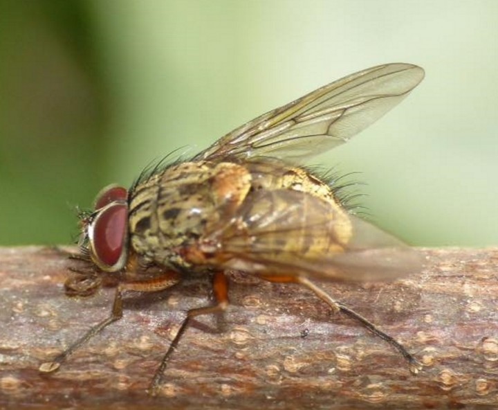 Phaonia valida male Copyright: Rosemary Stephens