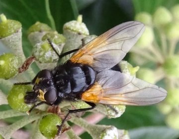 Mesembrina meridiana Copyright: Raymond Small