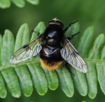 V bombylans Copyright: Robert Smith