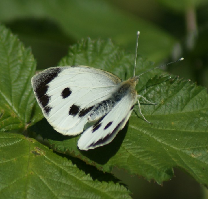 Large White (female upperside) Copyright: Robert Smith