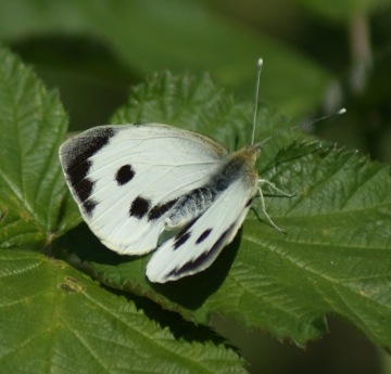 Large White (female upperside) Copyright: Robert Smith